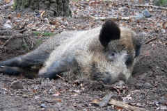 Wildschweine 024