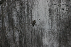 Winter 2010 027