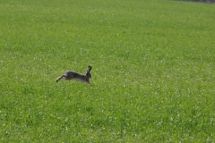 franzhagen Hase 013