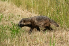 ik-Marderhund-007