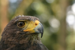 Harris Hawk