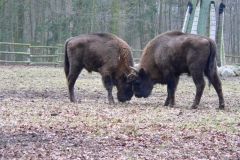 Wisent