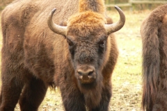 Wisent