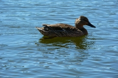 ik-enten 004