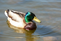 ik-enten 005