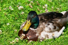 ik-enten 011